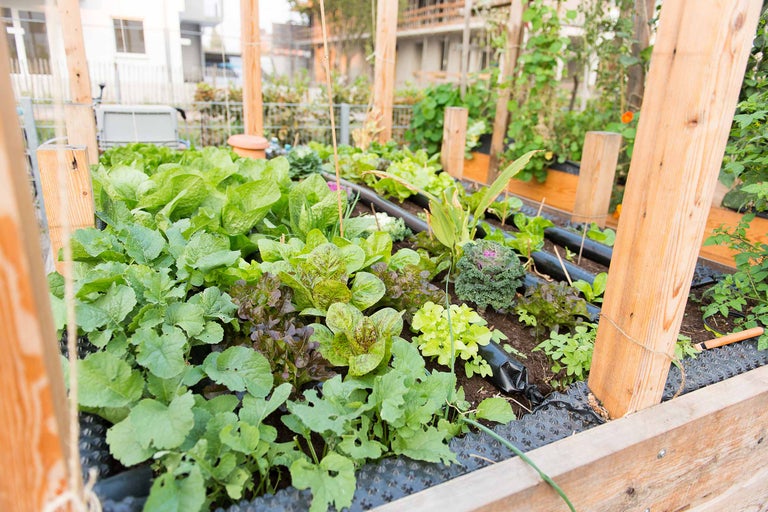 Hochbeet mit verschiedenen Gemüsesorten wie Salat und Kohl