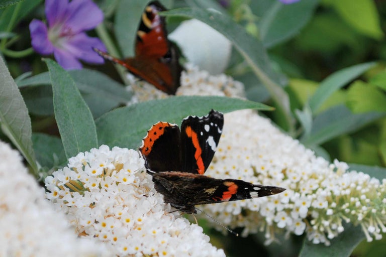 Zwei Admiral Schmetterlinge auf einer weißen Blüte.