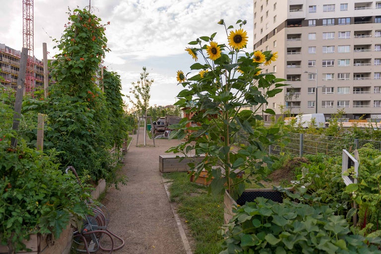 Ansicht eines Gemeinschaftsgartens mit Gemüsebeeten, Sonnenblumen und rankenden Bohnenpflanzen