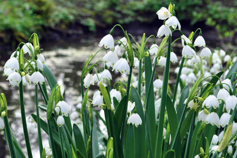 Gruppe von Märzenbechern im Garten