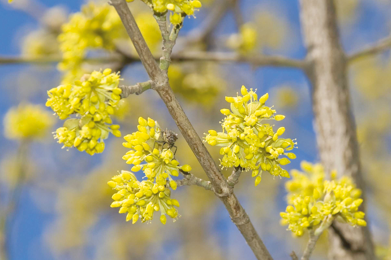 Nahaufnahme von gelben Kornelkirschblüten an einem Ast