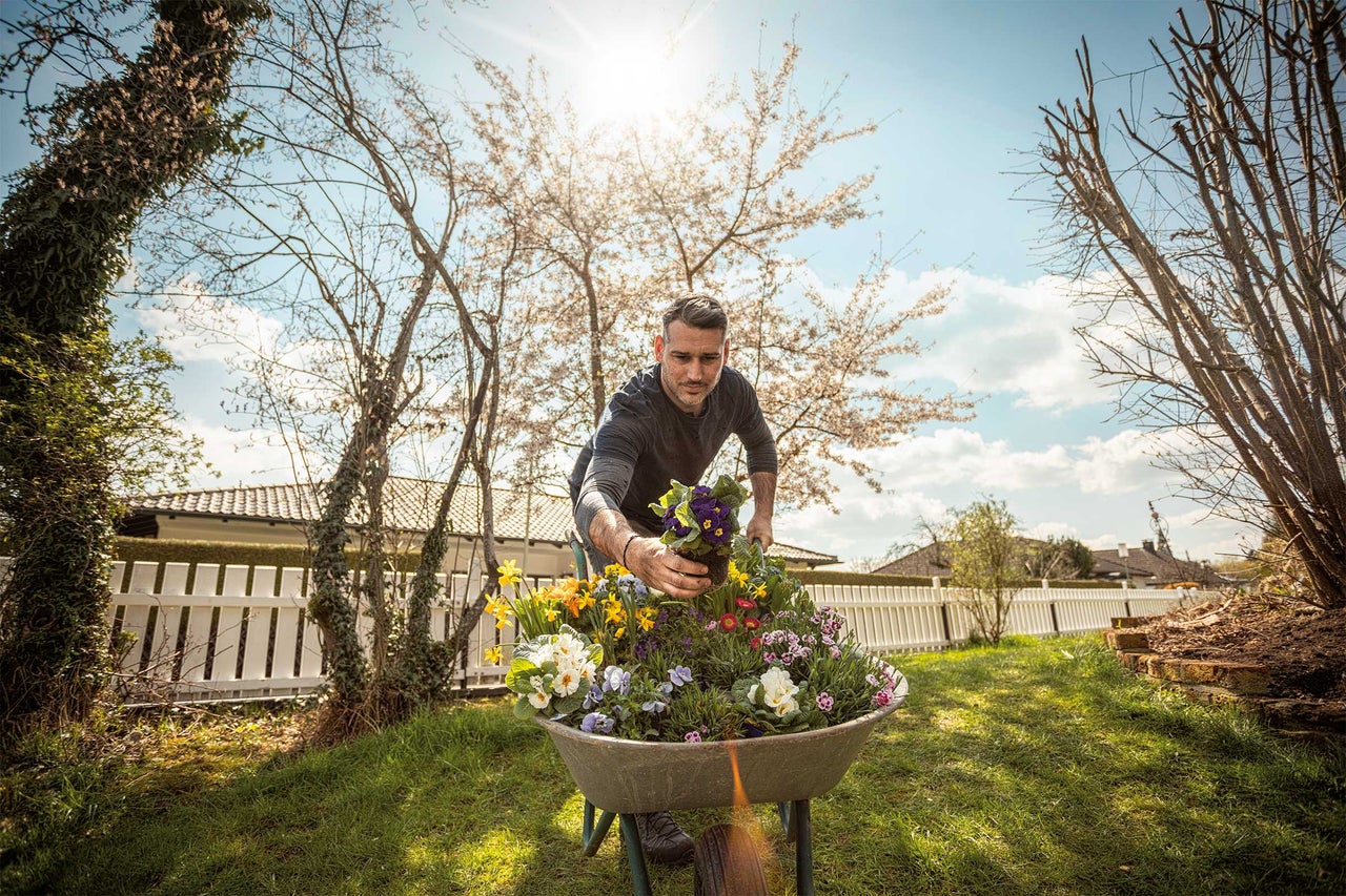 Mann bepflanzt eine Schubkarre mit verschiedenen Frühlingsblumen in einem Garten.