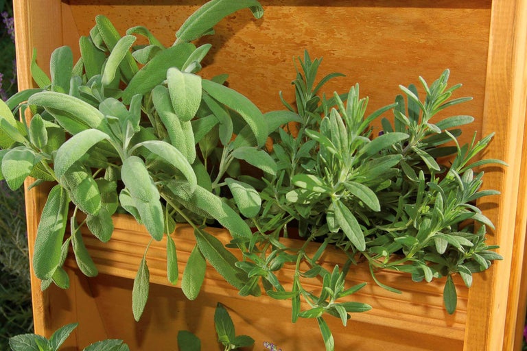 Kräutergarten mit Salbei und Lavendel in einem Holzrahmen