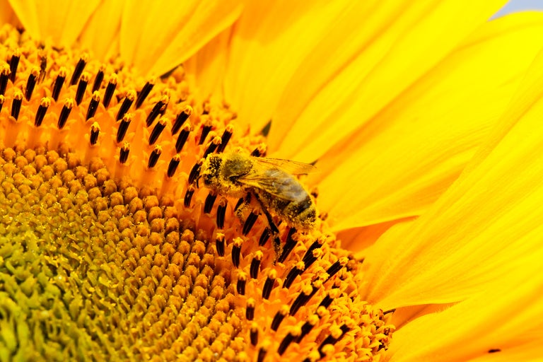 Nahaufnahme einer Biene auf einer Sonnenblume