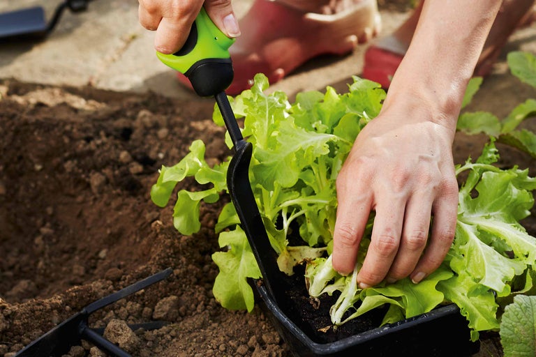 Ein Gärtner pflanzt Salat mit einer kleinen Schaufel in einem Gartenbeet.