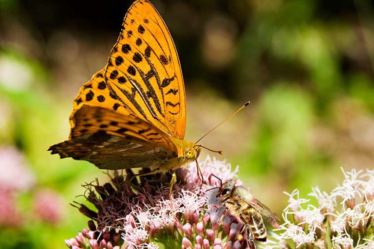 Schmetterling und Biene auf einer Blüte