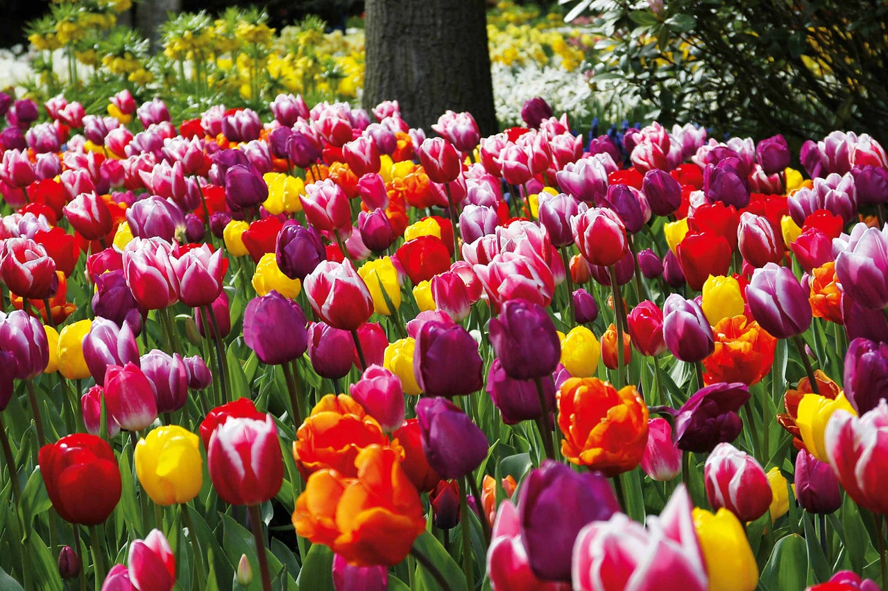 Buntes Tulpenfeld im Garten.