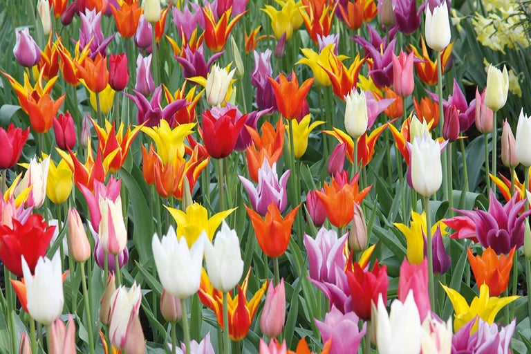 Feld mit Tulpen in verschiedenen Farben