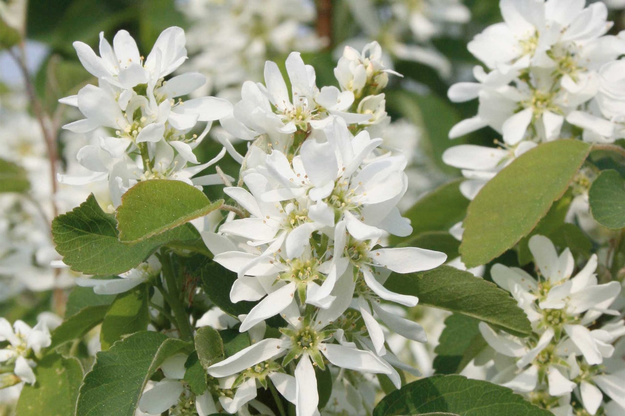 Blüten der Felsenbirne mit grünen Blättern
