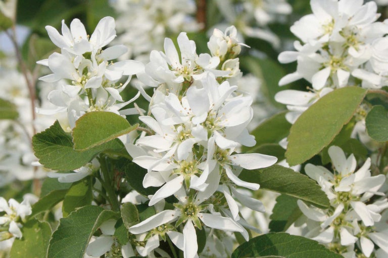 Blüten der Felsenbirne mit grünen Blättern