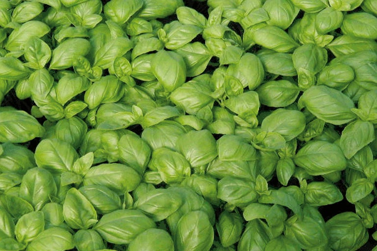 Nahaufnahme von Basilikumblättern