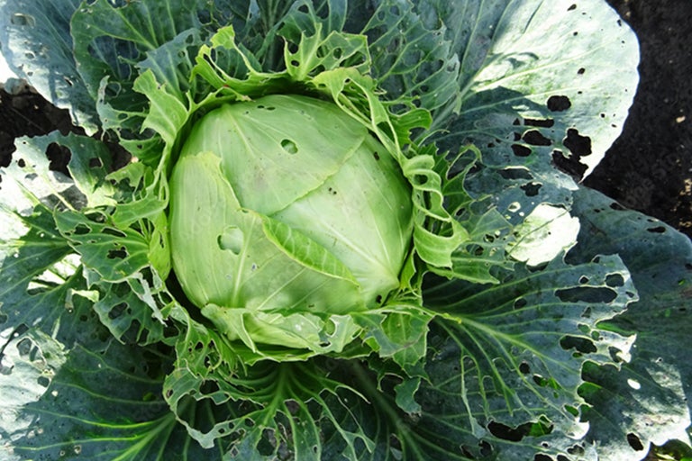 Kopfkohl mit Schädlingsbefall im Garten