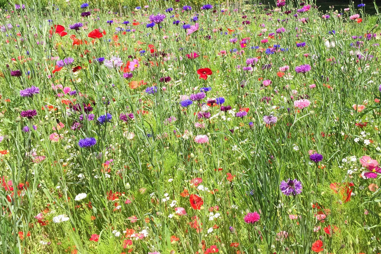 Blumenwiese mit Kornblumen und Mohnblumen