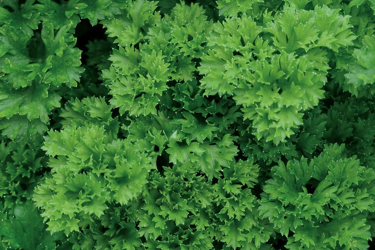 Nahaufnahme von krauser Petersilie