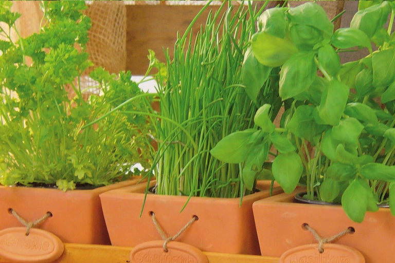 Drei Kräutertöpfe mit Petersilie, Schnittlauch und Basilikum