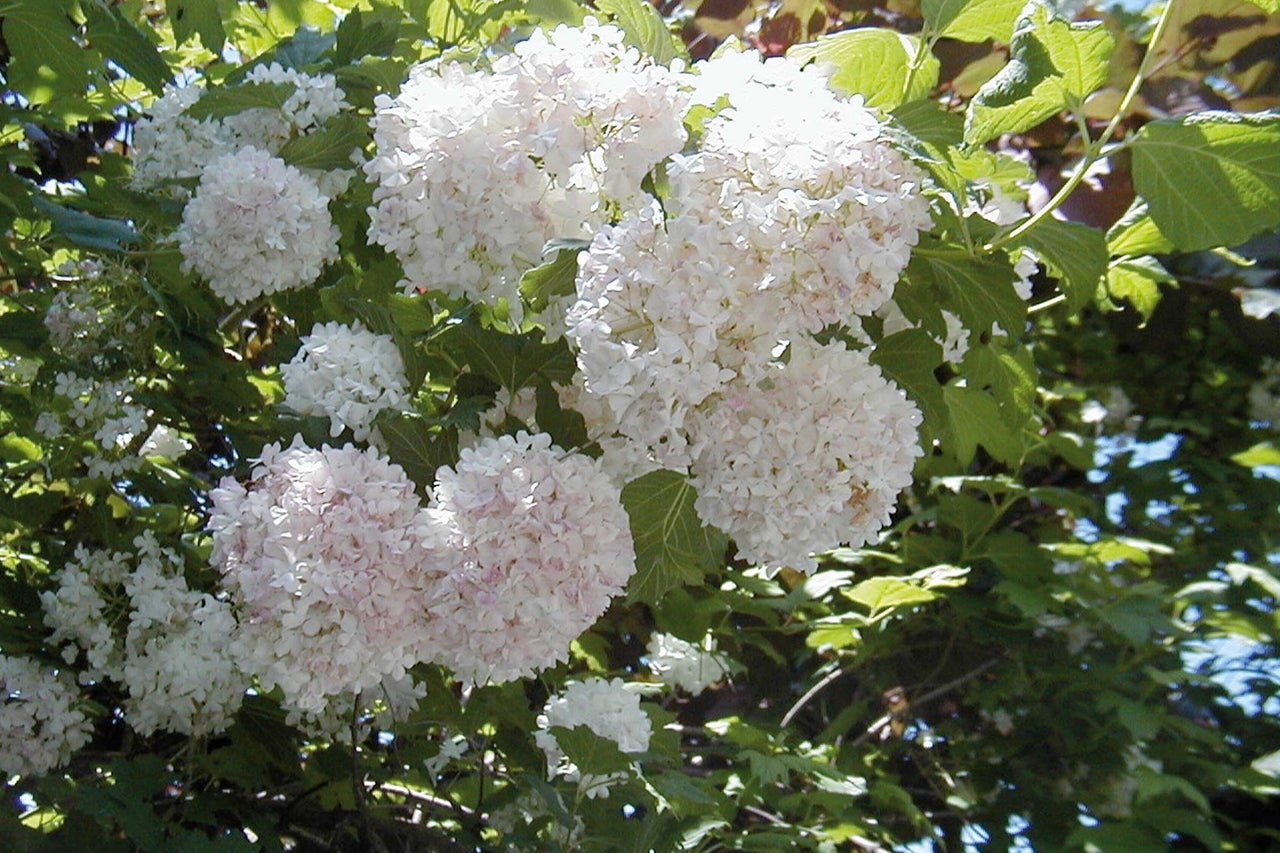 Rispenhortensie mit kugeligen Blütenständen