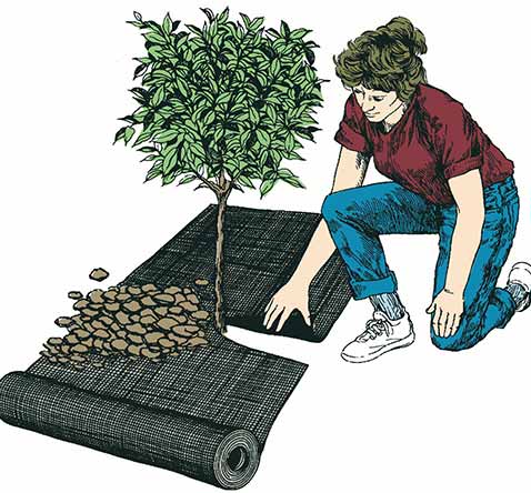 Illustration einer Frau, die Unkrautvlies um einen Baum verlegt, mit Steinen daneben
