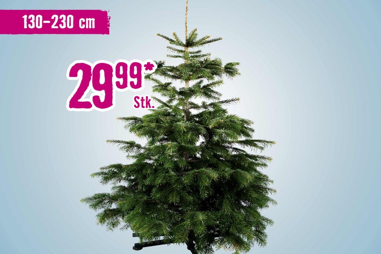 Nordmanntanne mit einer Höhe von 130 bis 230 Zentimeter