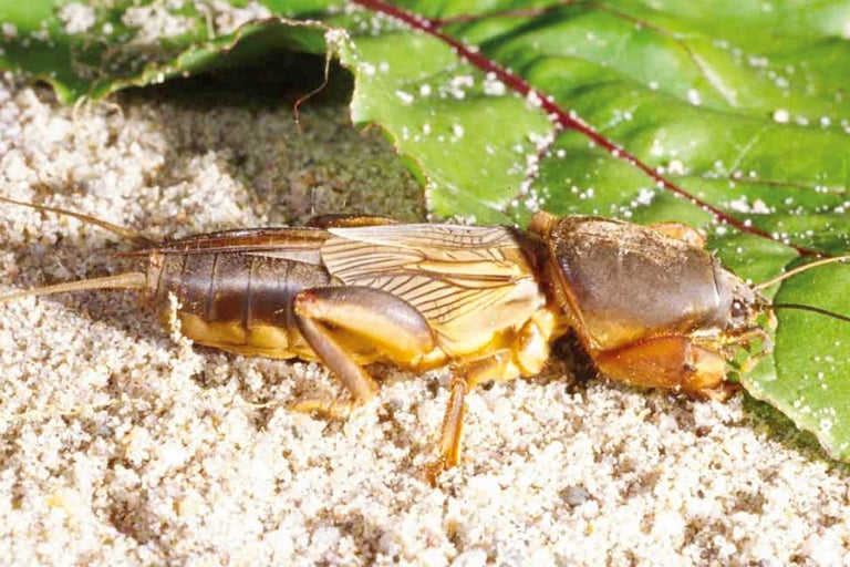 Maulwurfsgrille auf Sand und Blatt