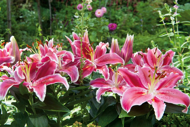 Nahaufnahme einer Gruppe rosa Lilien im Garten.