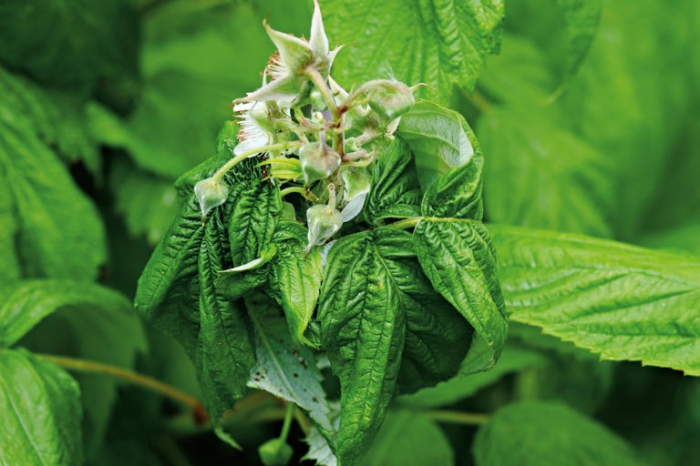 Nahaufnahme von Himbeerblättern und Blüten
