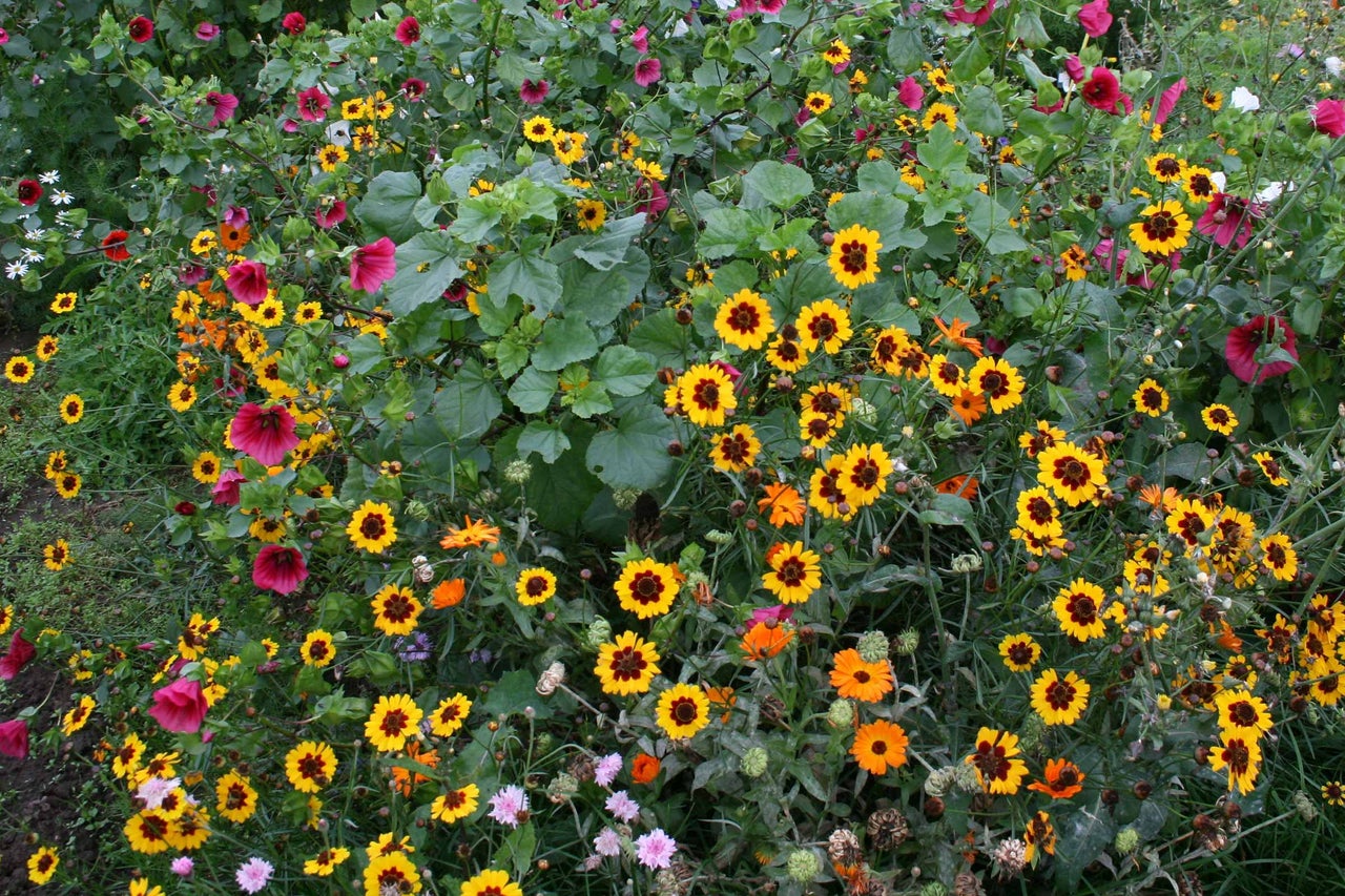 Blumenbeet mit verschiedenen Sommerblumen