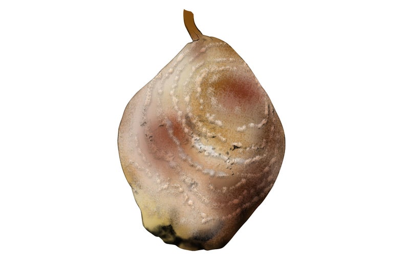 Eine einzelne, überreife Birne.