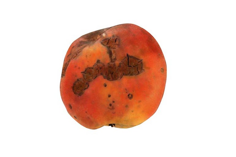 Fauler Apfel mit braunen Flecken