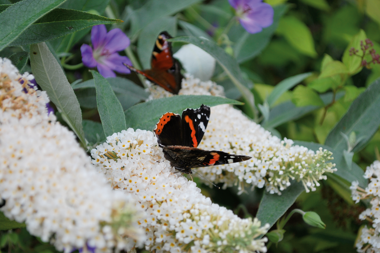 Admiral Schmetterling auf einer Sommerfliederblüte