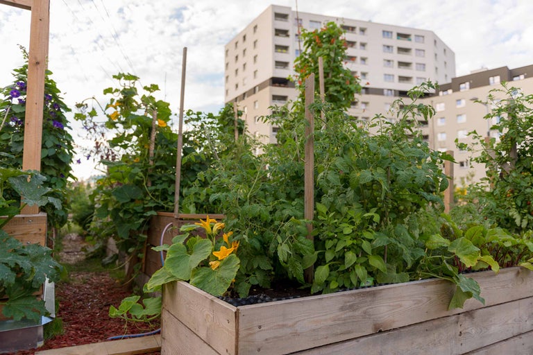 Hochbeete mit Gemüseanbau vor einem Wohngebäude