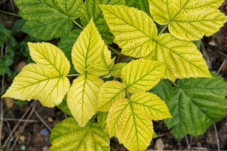 Nahaufnahme von Himbeerblättern