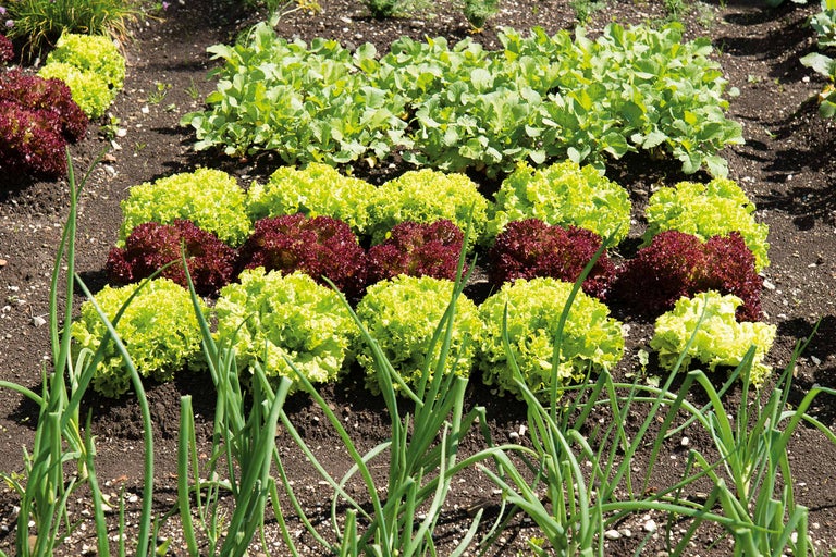 Gemüsegarten mit Salat und Radieschen