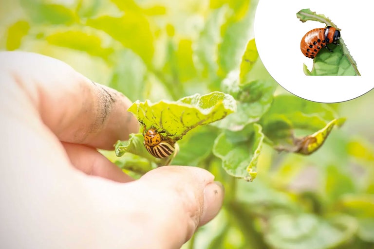 Kartoffelkäfer auf einer Pflanze im Garten