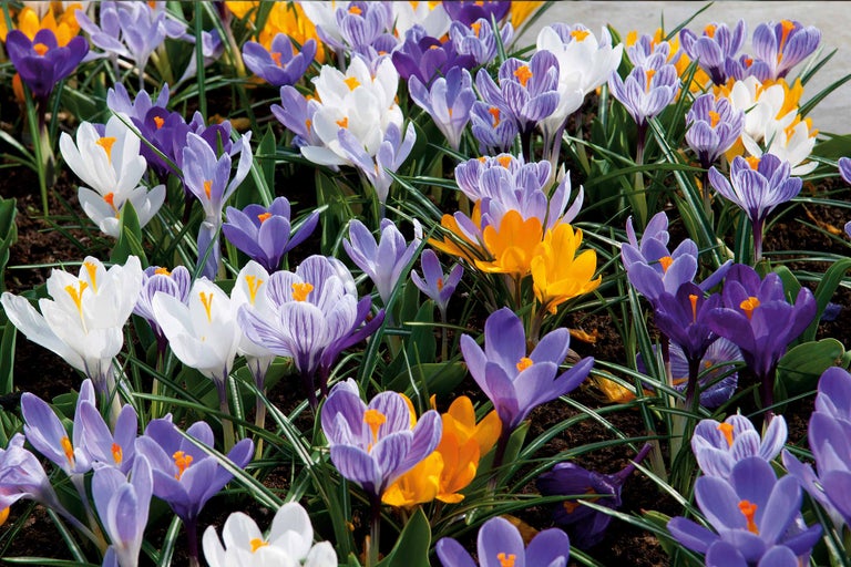 Blühende Krokusse in Weiß, Gelb und Violett im Gartenbeet
