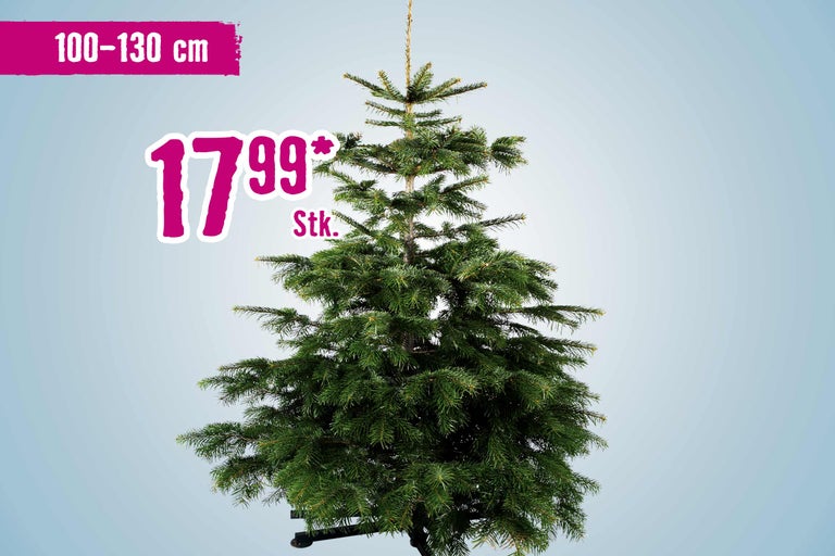 Nordmanntanne mit einer Höhe von 100 bis 130 Zentimeter