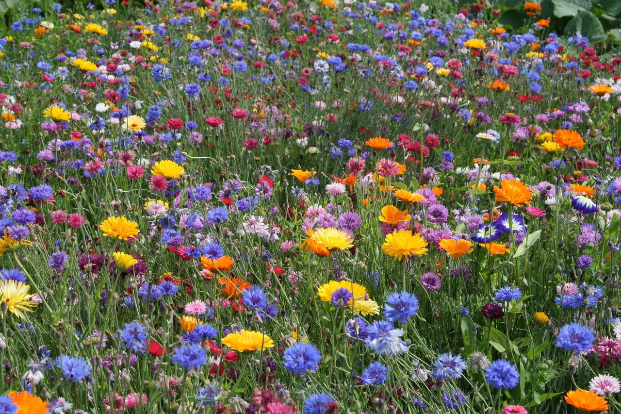 Blumenwiese mit verschiedenen Sommerblumen