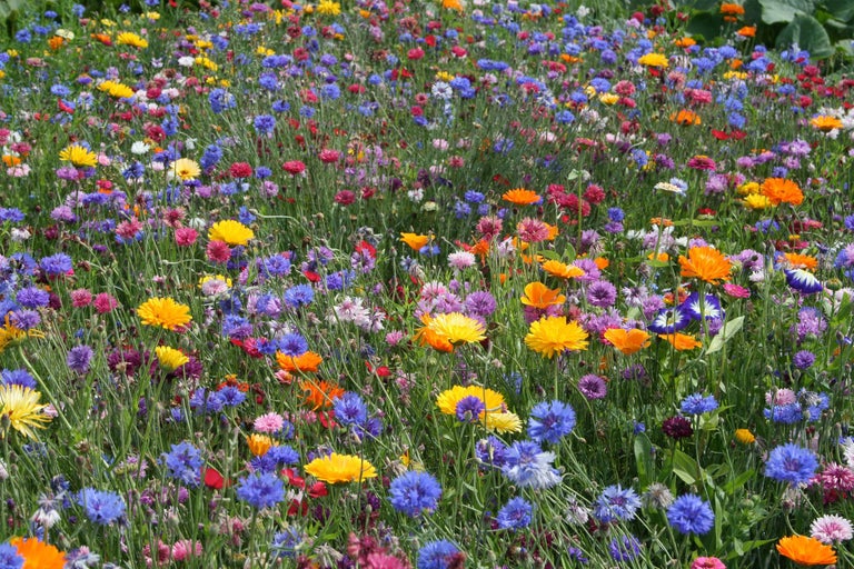 Blumenwiese mit verschiedenen Sommerblumen