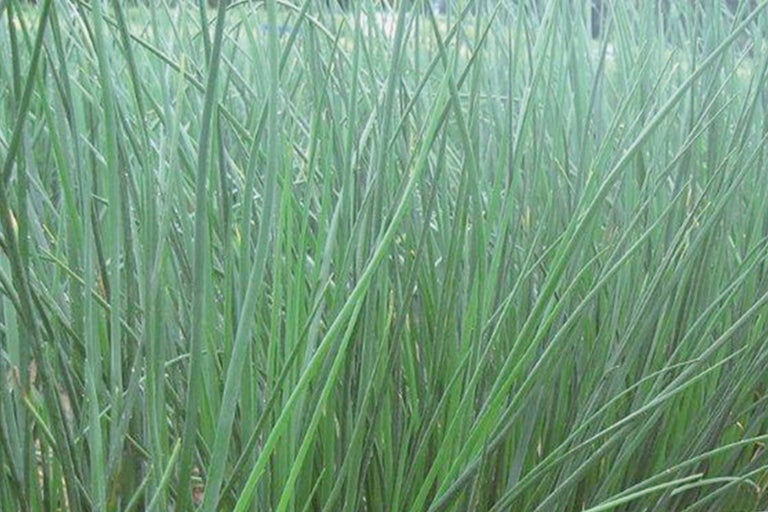 Gräser im Gartenbeet