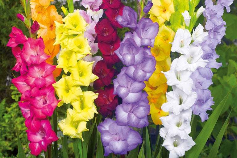 Verschiedenfarbige Gladiolenblüten im Garten