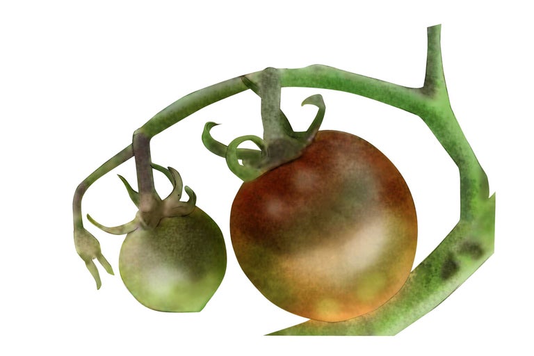 Zwei Tomaten am Tomatenstrauch