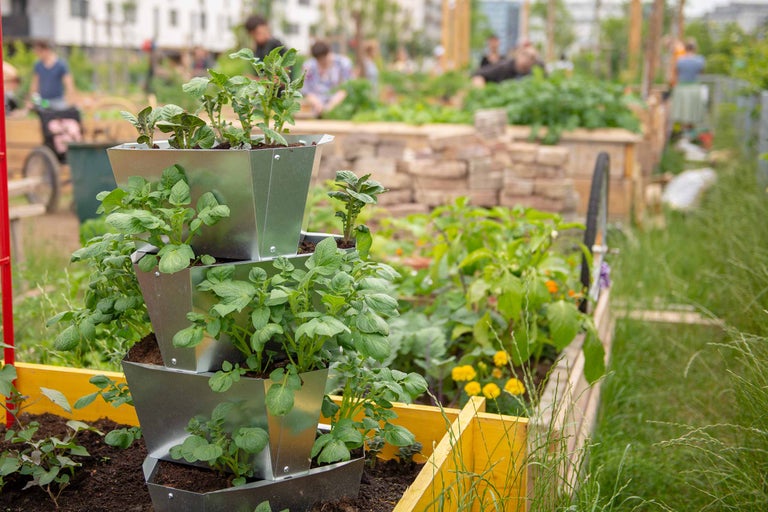 Hochbeet aus Metall mit Kartoffelpflanzen in einem Gemeinschaftsgarten.