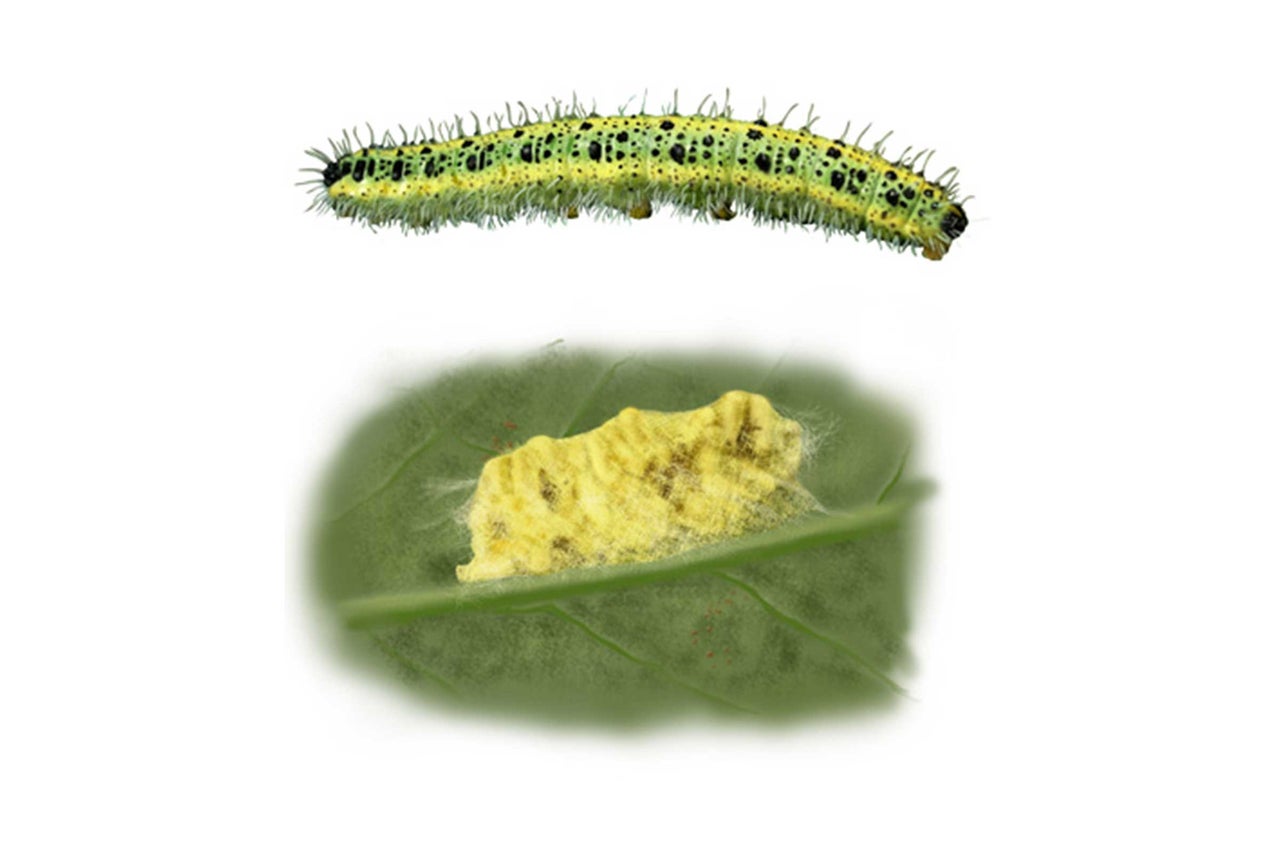 Raupe und Eier auf einem Blatt