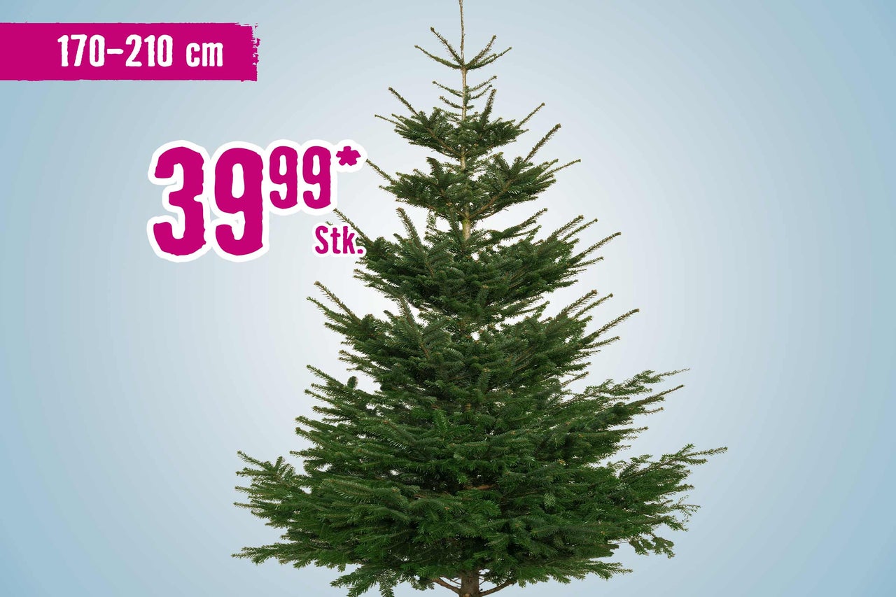 Nordmanntanne mit einer Höhe von 170 bis 210 Zentimetern