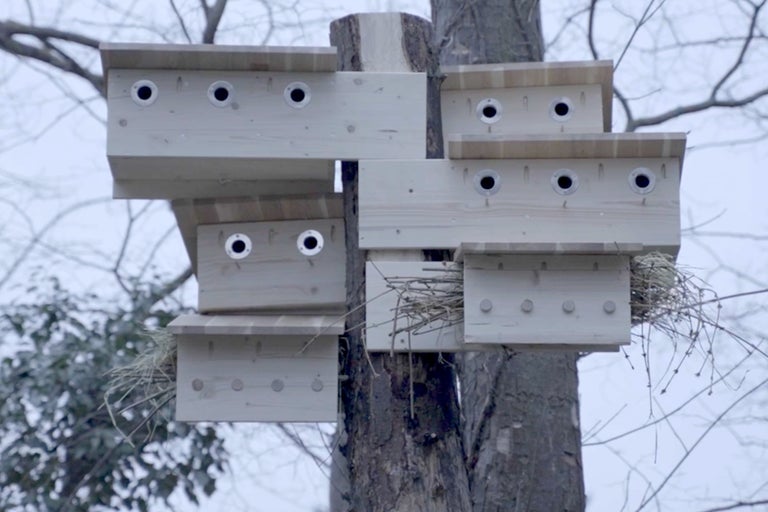 Mehrere hölzerne Fledermauskästen an einem Baumstamm befestigt