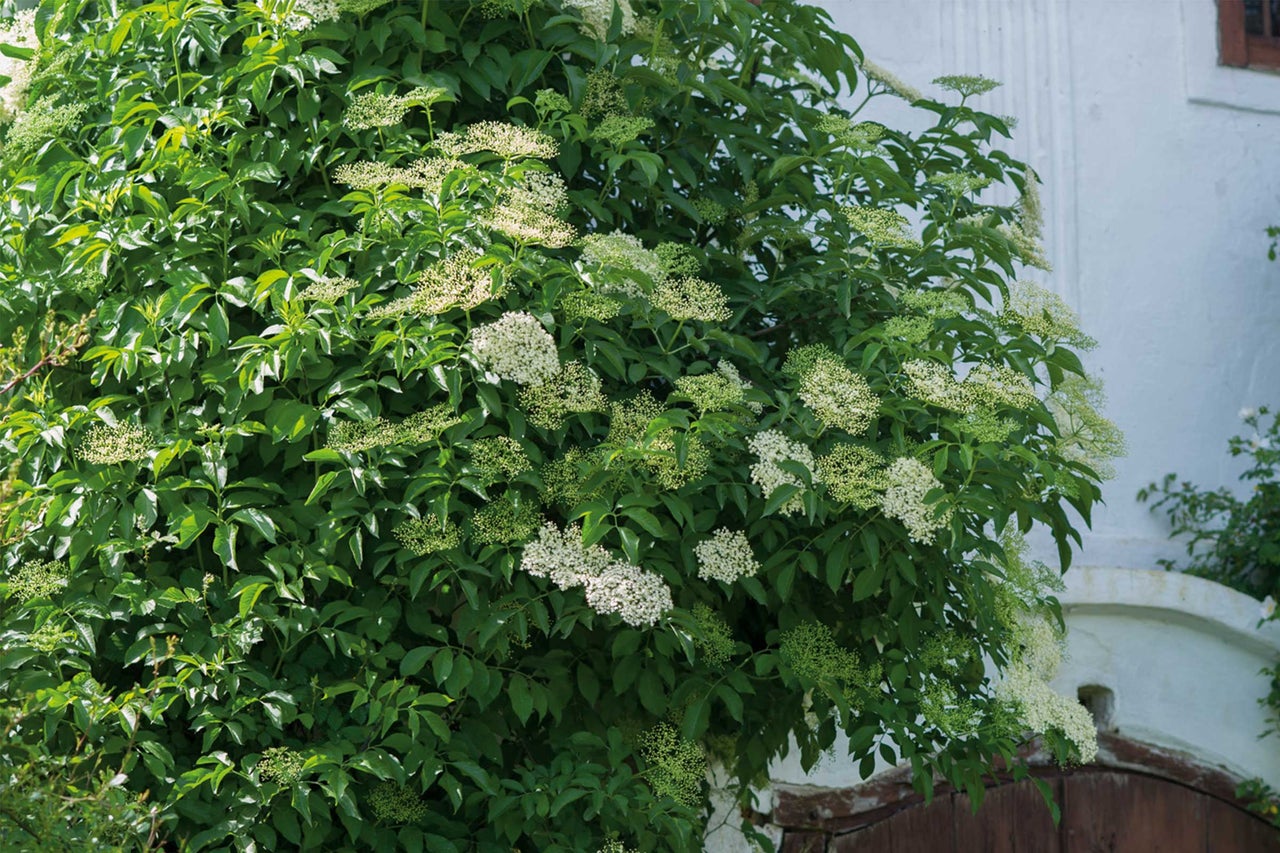 Holunderbusch mit Blättern und Blüten vor Hauswand