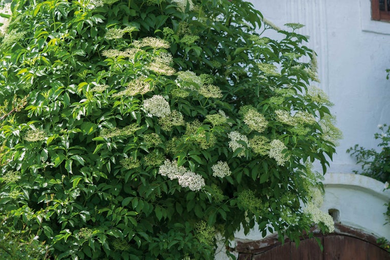 Holunderbusch mit Blättern und Blüten vor Hauswand