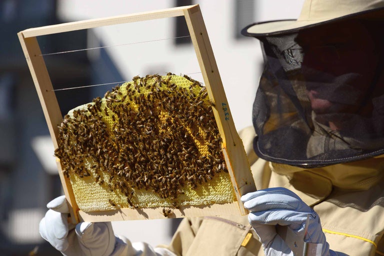 Imker hält Holzrahmen mit Honigwaben und Bienen