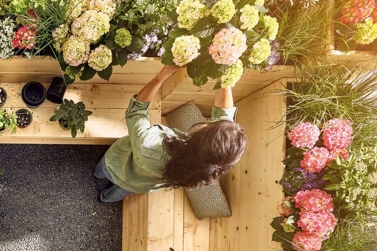 Frau pflanzt Hortensien in einem Pflanzkasten auf einer Holzterrasse.