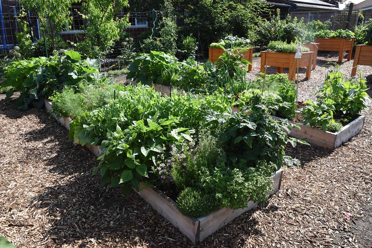 Hochbeet mit verschiedenen Gemüsesorten und Kräutern im Garten.