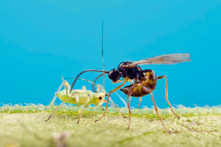 Schlupfwespe beim Legen ihrer Eier in eine Blattlaus zur biologischen Schädlingsbekämpfung.